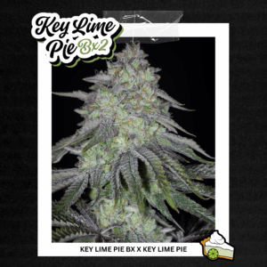 sin city seeds key lime pie bx2 feminized seeds