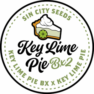 sin city seeds key lime pie bx2 feminized seeds