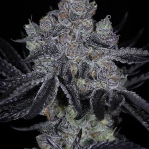 sin city seeds pie after dark feminized seeds