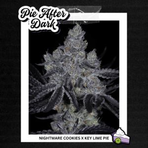 sin city seeds pie after dark feminized seeds