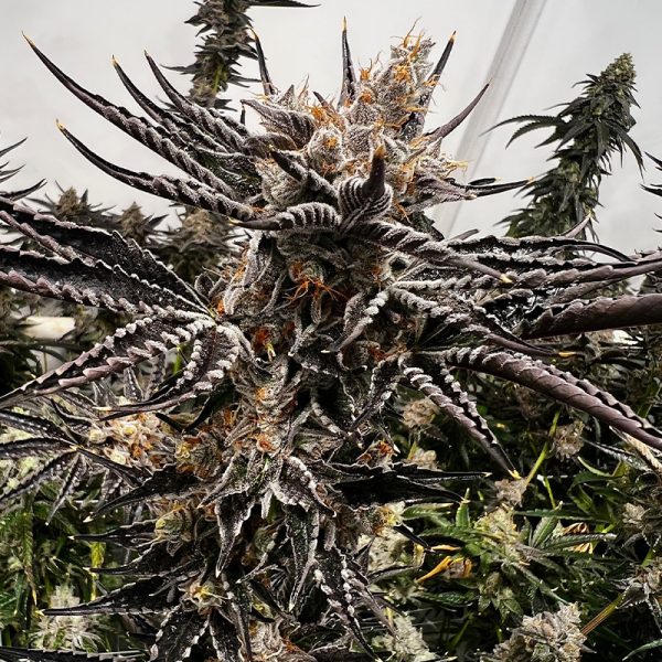 Exotic Genetix Gas Basket Fem Seeds