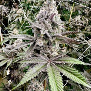 Exotic Genetix Melt Monster Fem Seeds