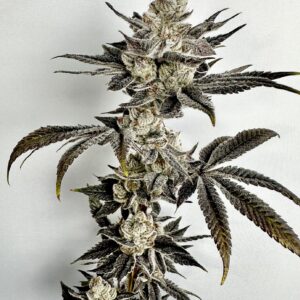 Exotic Genetix Nut Buster Fem Seeds
