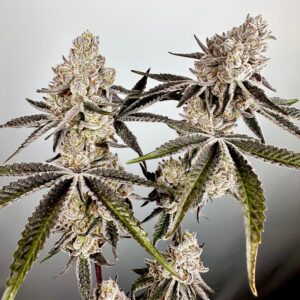 EXOTIC GENETIX VAPOR-ICED FEM