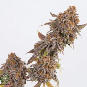 dynasty genetics salmon river og v2 us seed hub