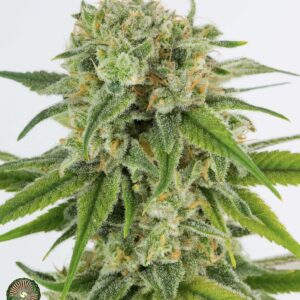 KIWI V2 BY DYNASTY/RELIC SEEDS *bonus pack included*