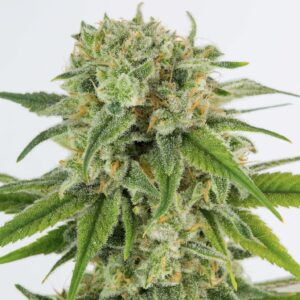 KIWI V2 BY DYNASTY/RELIC SEEDS *bonus pack included*