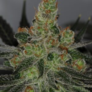 dynasty genetics ms universe f2 regular seeds for sale
