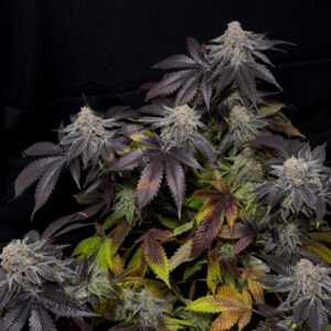 dynasty genetics salmon river og v2 us seed hub