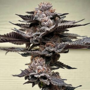 umami seed lemorang (lemondary x zeclair) us seed hub