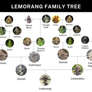 umami seed lemorang (lemondary x zeclair) us seed hub