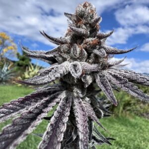 umami seed purple ink (chile verda x zuchi) x limecai us seed hub