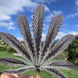 umami seed purple ink (chile verda x zuchi) x limecai us seed hub