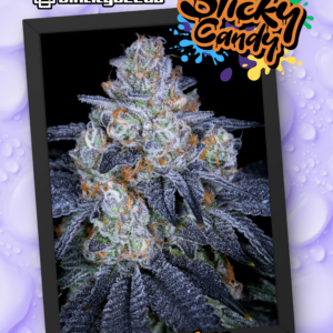 STICKY CANDY BY SIN CITY SEEDS *Includes Bonus Pack*
