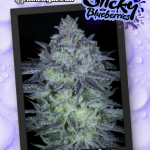 STICKY BLUEBERRIES BY SIN CITY SEEDS *bonus pack included*