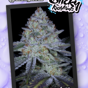 STICKY KUSH MINTS BY SIN CITY SEEDS *Includes Bonus Pack*