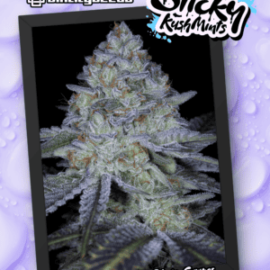 STICKY KUSH MINTS BY SIN CITY SEEDS *bonus pack included*