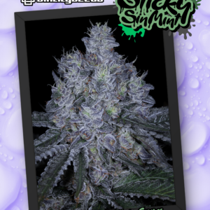 STICKY SINMINT BY SIN CITY SEEDS *Includes Bonus Pack*