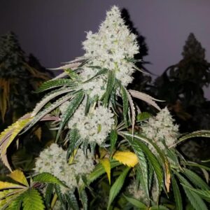 Humboldt CSI Big Bad wolf 2.0 seeds