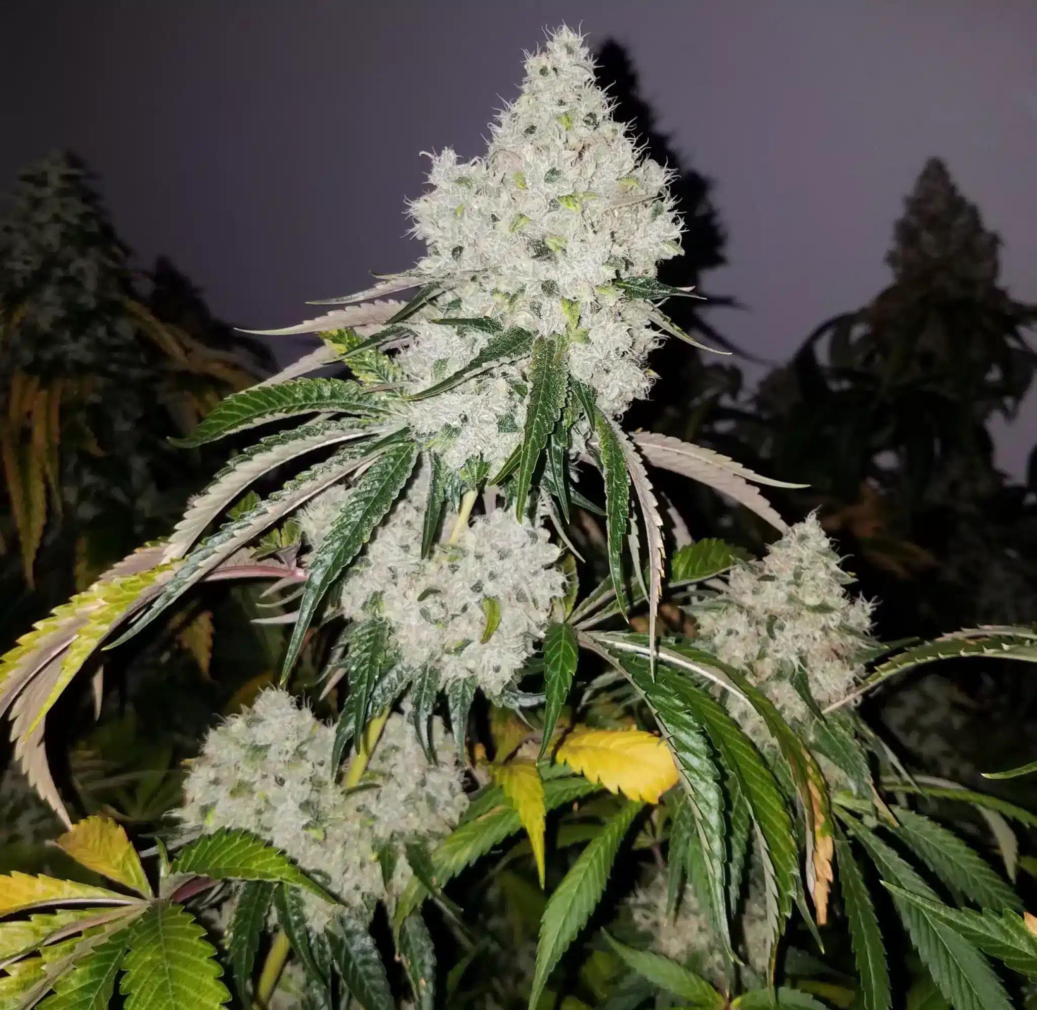 Humboldt CSI Big Bad wolf 2.0 seeds
