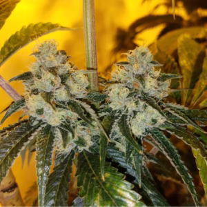 Humboldt CSI Chemdog '91 seeds