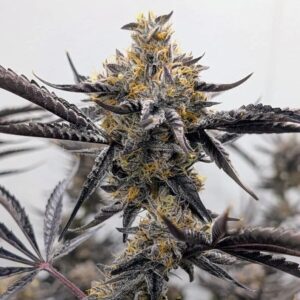 Umami seed co Kakashi fem seeds