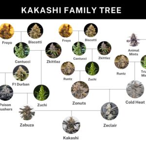 Umami seed co Kakashi fem seeds