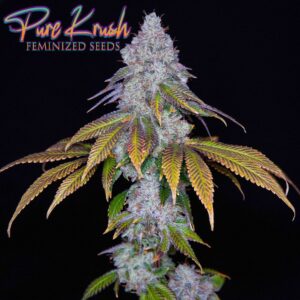 PURE KRUSH BY ROMULAN GENETICS