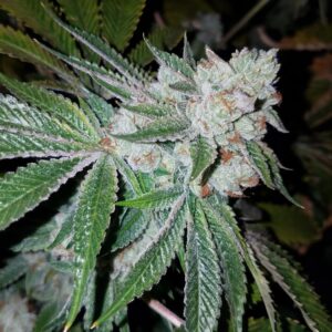 triangle Kush S1 Humboldt CSI seeds