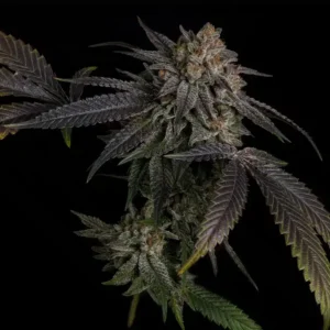 Humboldt CSI trump 1000 fem seeds