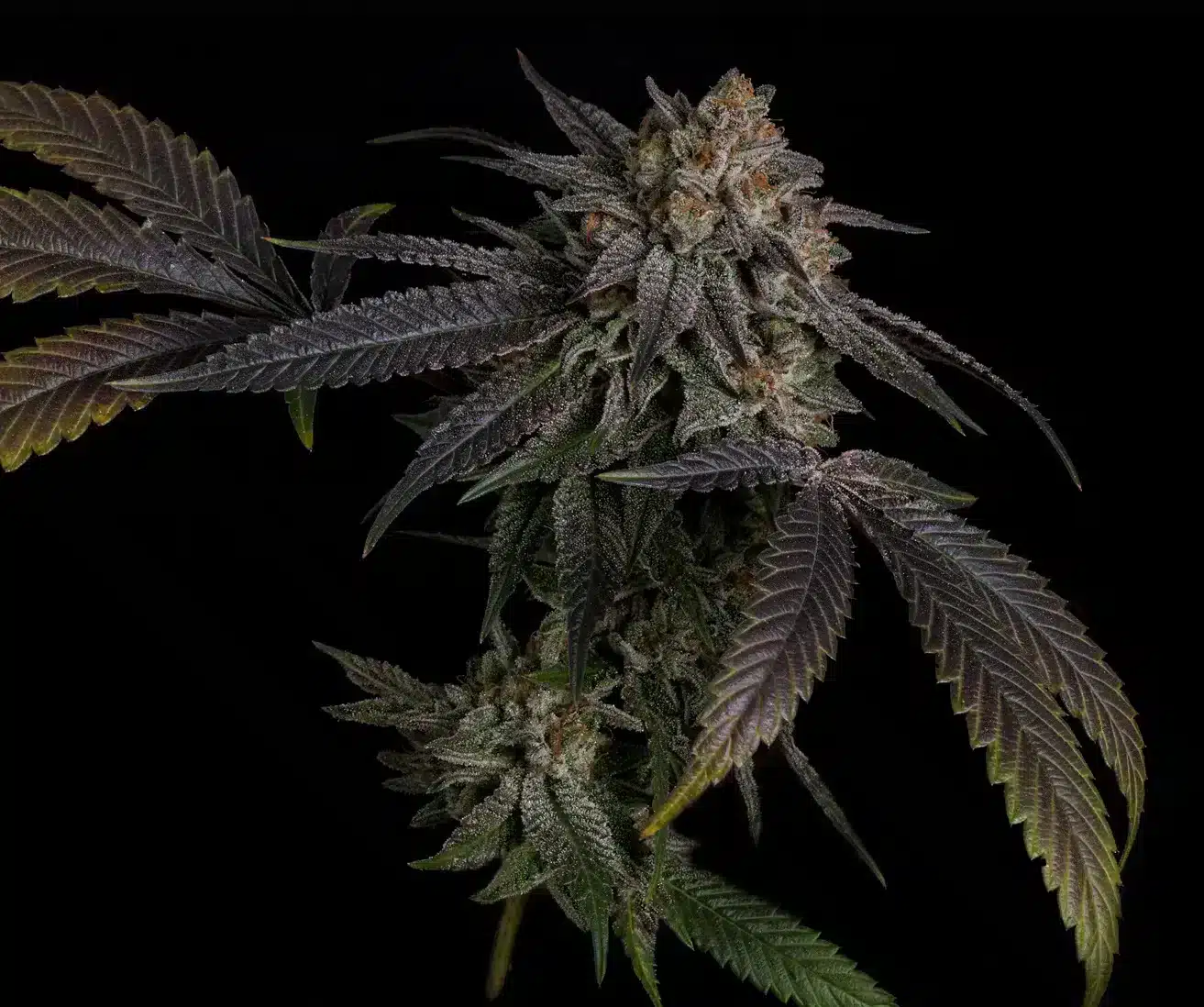 Humboldt CSI trump 1000 fem seeds