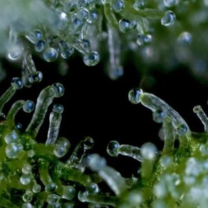 bloom seed co colada lime