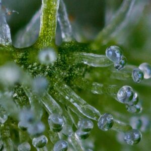 bloom seed co colada lime