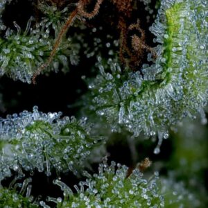 bloom seed co colada lime