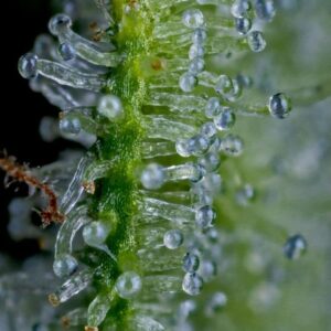 bloom seed co colada lime