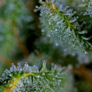 bloom seed co colada lime