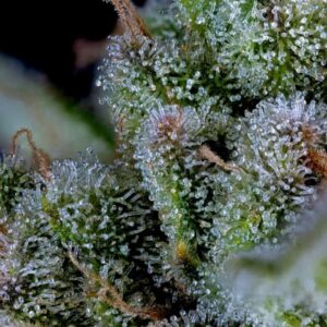 bloom seed co colada lime