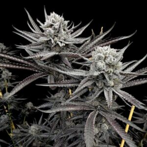 Solfire gardens gob smack feminized seeds