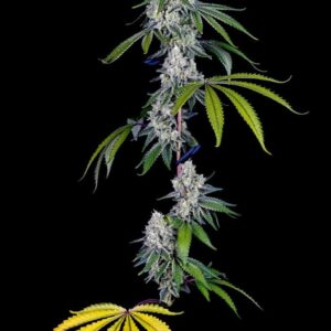 bloom seed co honey limez