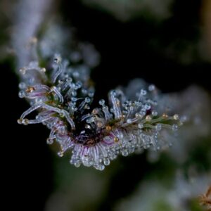 bloom seed co honey limez