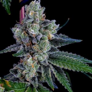 bloom seed co honey limez