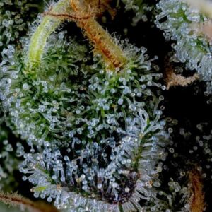bloom seed co honey limez