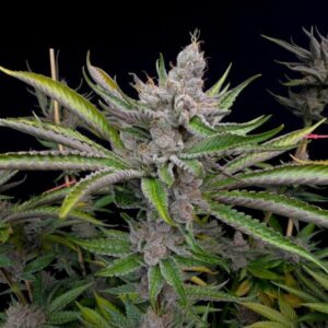 Solfire gardens sour situation feminized seeds
