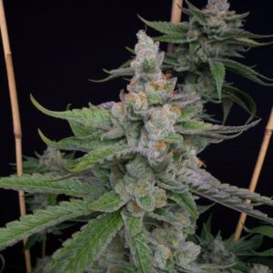 Solfire gardens spiked lemon feminized seeds