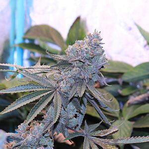 Umami seed co lime Suki fem seeds