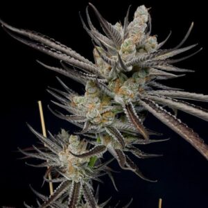 Solfire gardens trapper keeper feminized seeds