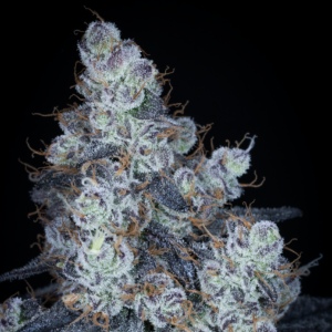 HONEY & MINT BY SIN CITY SEEDS *Includes Bonus Pack*