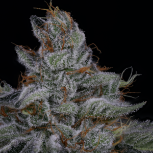 NEON HULK BY SIN CITY SEEDS *Includes Freebie Pack*