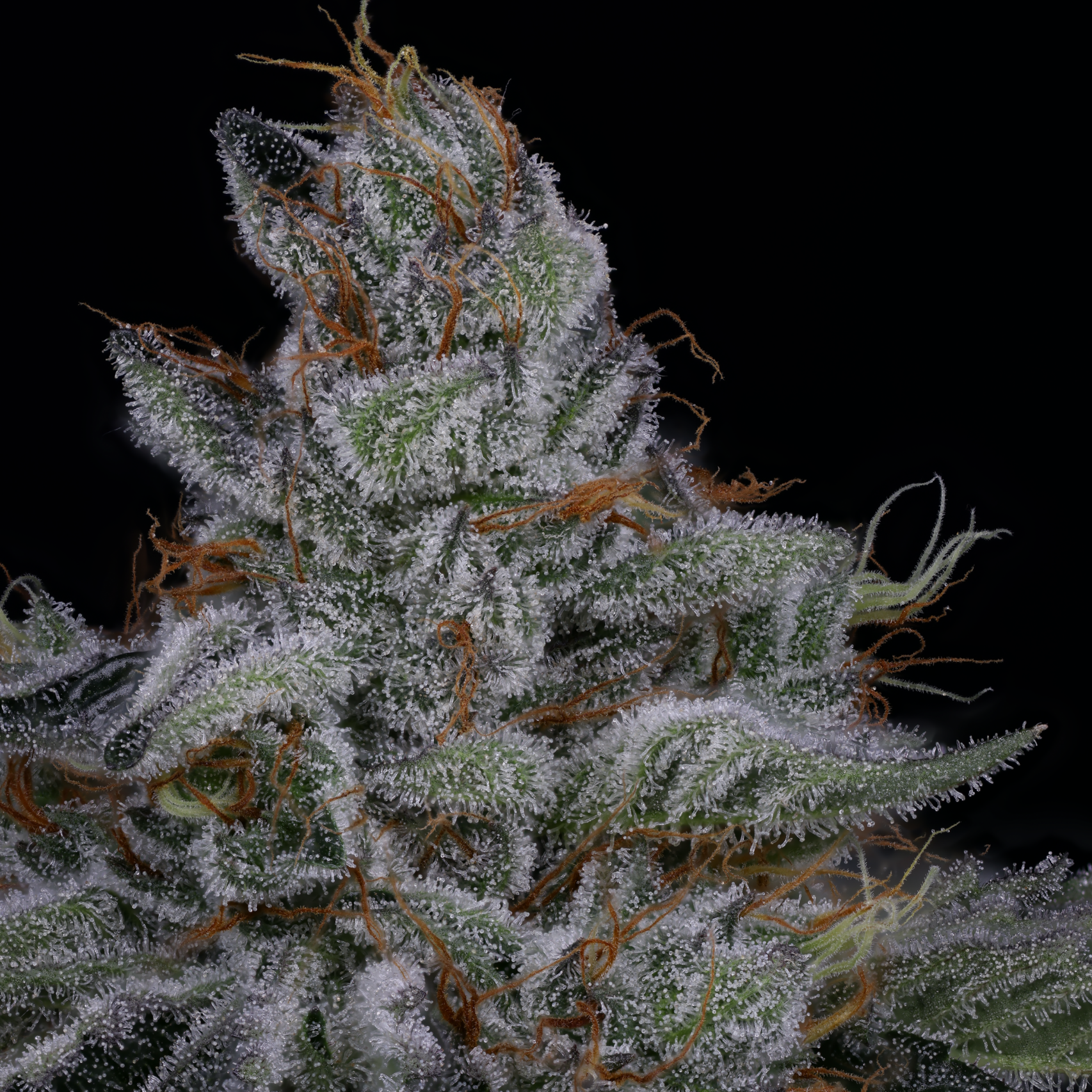 NEON HULK BY SIN CITY SEEDS *Includes Freebie Pack*