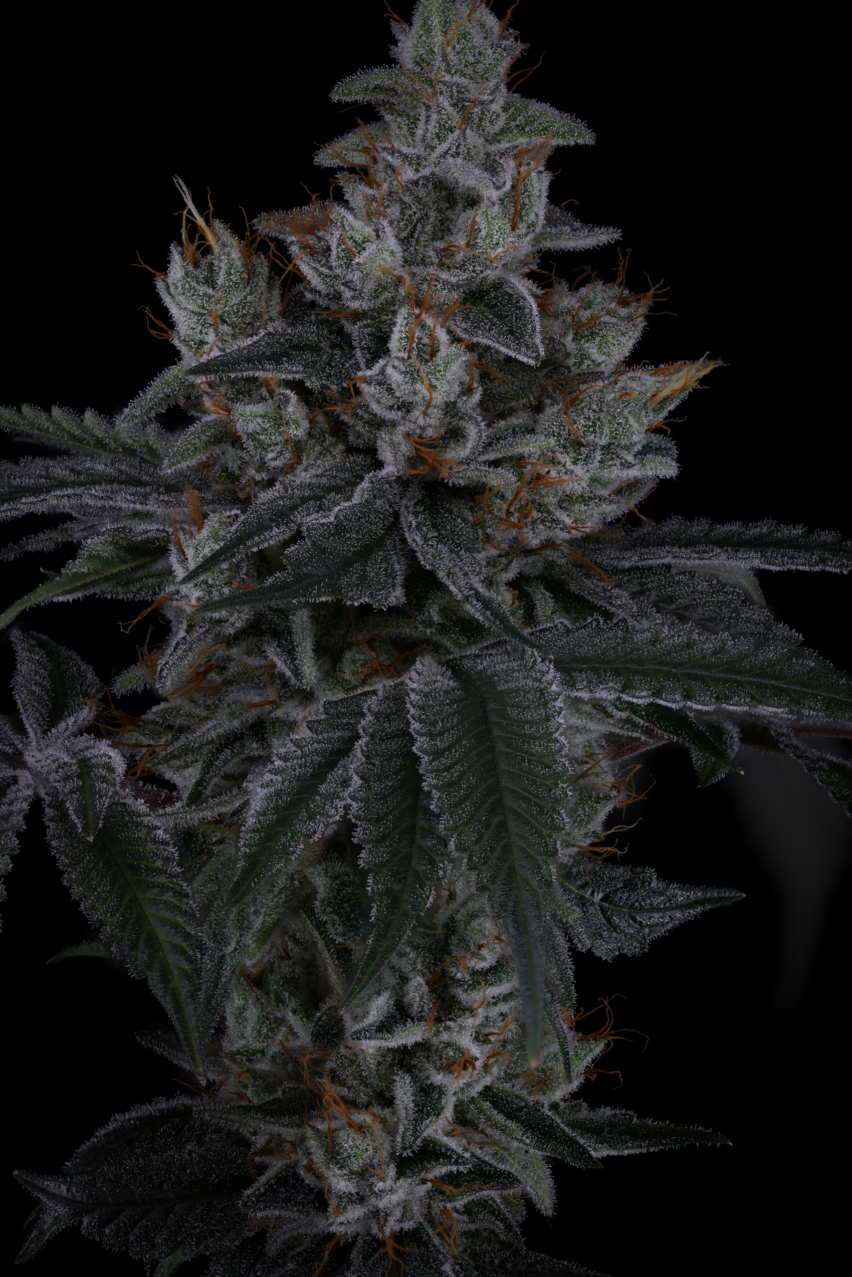 NEON HULK BY SIN CITY SEEDS *Includes Freebie Pack* - Image 3